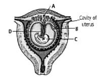 Identify the labelled parts Aandminus;D in the given figure of human ...