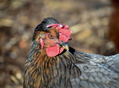 Sapphire Gem Chicken Eggs: Colors, Size, Cleaning Tips and Nutritional ...