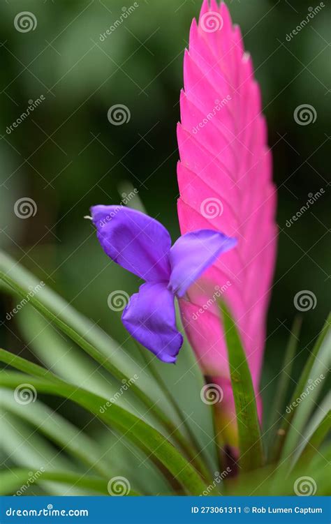Pink Quill Wallisia Cyanea, Pink Flower Bracts with Purple Flower Stock Image - Image of pink ...