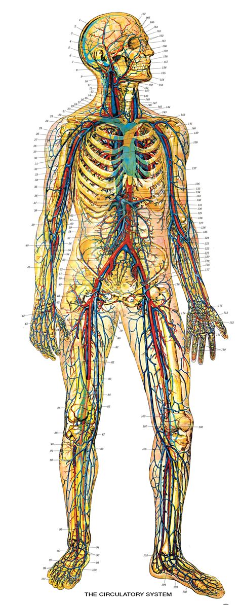 Biology 271 - A & P Unit 3