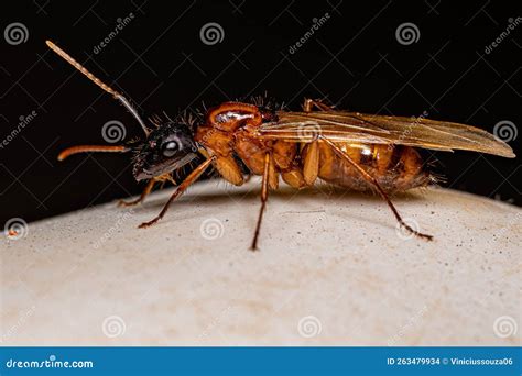 Adult Female Carpenter Queen Ant Stock Photo - Image of formicidae ...
