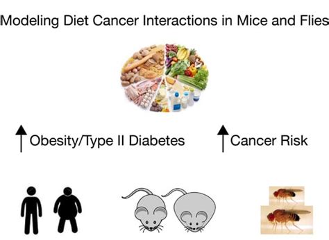 IJMS | Special Issue : Drosophila Model and Human Disease