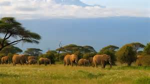 The path of Africa’s gentle giants