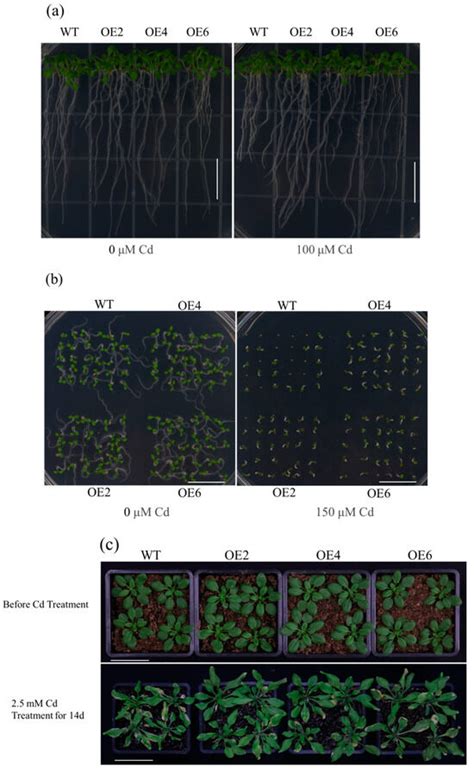 Plants | Special Issue : Physiological and Biochemical Responses of ...