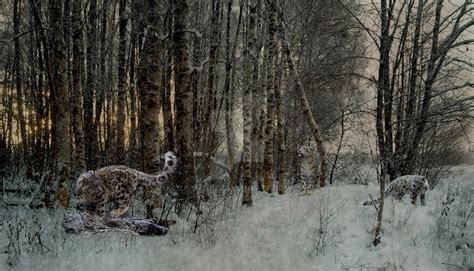 Image result for Snow Leopard Digging Pit