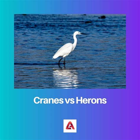 Crane Bird Vs Heron at Gemma Nock blog