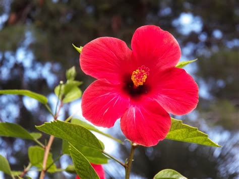 লাল জবার গাছ বাড়ির আশেপাশে থাকলে কী হয়? জেনে রাখুন - Red hibiscus ...