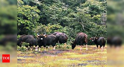 ONGC gets nod for drilling in Tripura sanctuary | Agartala News - Times ...