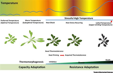Thermosensing and thermal responses in plants: Trends in Biochemical Sciences