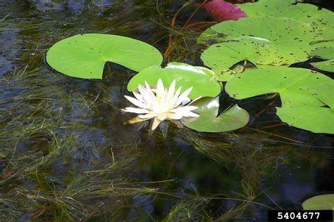 Image result for Turtle Java Eclipse