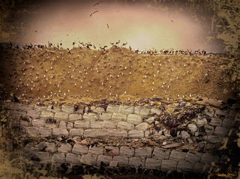 Waste Gude 的图像结果