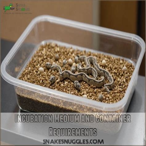 Ball Python Incubation 的图像结果