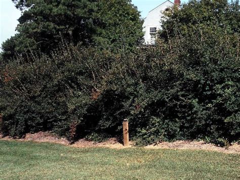 Forsythia 'Meadowlark' - Meadowlark forsythia | The Dawes Arboretum