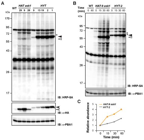 Biotinylation Interferes with Protein Ubiquitylation and Turnover in ...