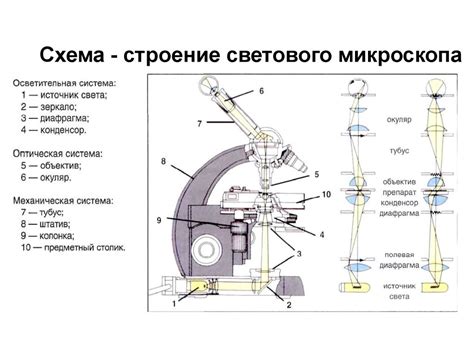 Как устроен микроскоп схема - 90 фото