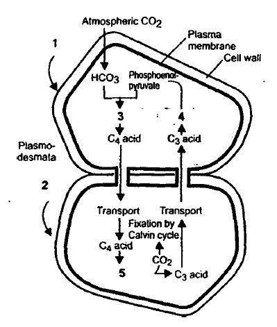 The diagram represents the Hatch and Slack pathway. Choose the correct ...