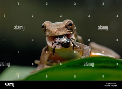 Image result for Help This Frog Fly