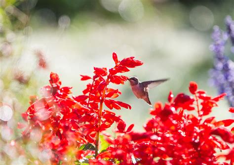 10 Great Plants for Attracting Hummingbirds - Trendradars Latest