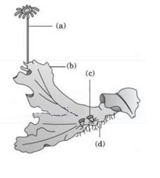 Archegoniophore is present in - Wired Faculty