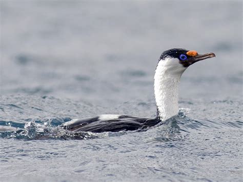 Heard Island Shag - eBird