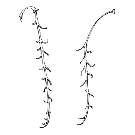Page 2 | Damp strands Vectors - Download Free High-Quality Vectors from ...