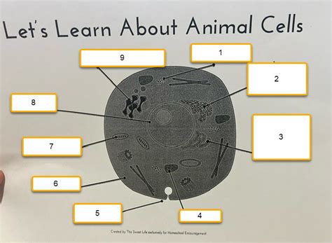 Cell Label 的图像结果