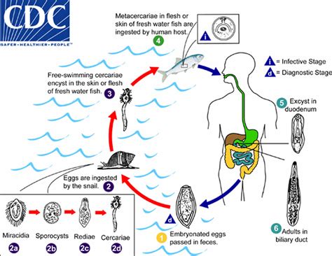 Human liver fluke infection, liver fluke life cycle, symptoms & treatment