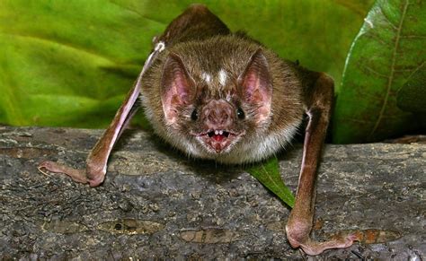 Blood-sucking Vampire Bats Use Heat Sensors on Prey: How Do They Do It ...