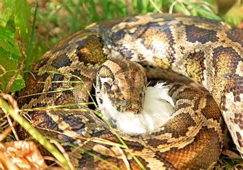 Image result for Python Attacking Prey Hunting