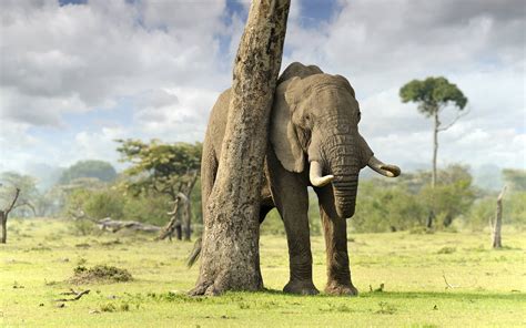 Image result for Elephant Toothpasste Exploding