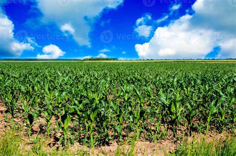 Image result for Small Corn Field