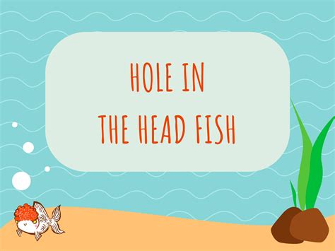 Hole in the Head Fish Disease – Prevention and Treatment!