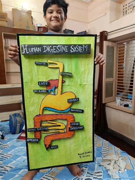 How to Make Digestive System Model 的图像结果