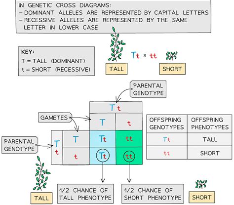 Genetic Inheritance - Biology for Grade 10 PDF Download