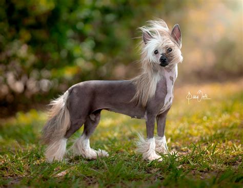 What Are The Different Types Of Chinese Crested Puppies