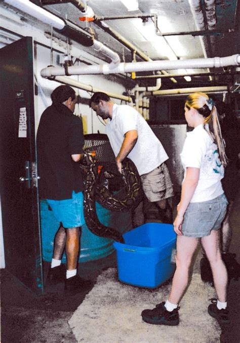 Image result for Big Burmese Python