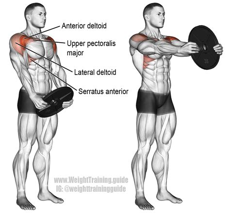 Plate Front Raise 101: The Ultimate Guide – EEHHG