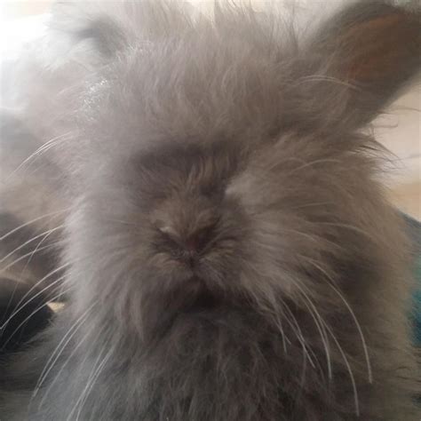 Angora rabbit Rabbits For Sale | Savannah, GA #133264