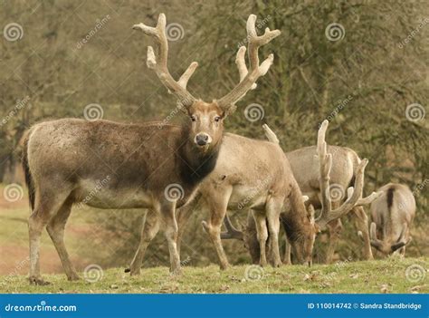 Stunning Milu Deer Also Known As Pere David`s Deer Elaphurus Davidianus ...