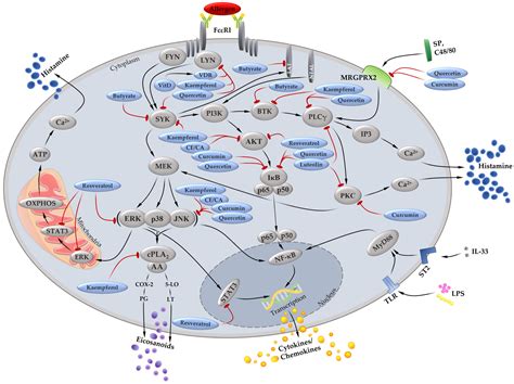 Effects of Dietary Components on Mast Cells: Possible Use as ...