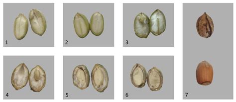 Fruit Phenology of Two Hazelnut Cultivars and Incidence of Damage by ...