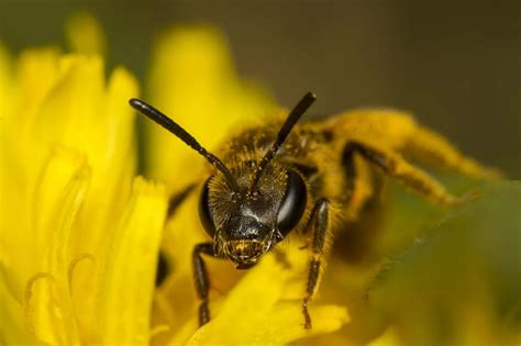 Climate change, invasive species wiped away N America’s bee species