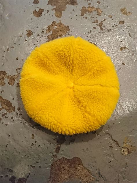 yippee "BIG BERET" yellow boa | BOW & ARROW WEB STORE