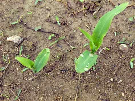 Corn Seed Germination