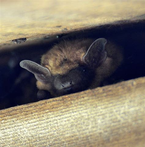 NMW at Umstead State Park, NC – National Moth Week