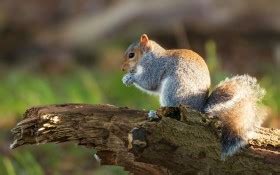 squirrel animal rodent deck tree trunk wildlife wallpaper blur bokeh ...