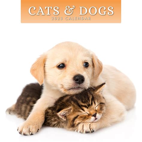 CATS DOGS 2023 SQUARE WALL CALENDAR : Amazon.in: Books