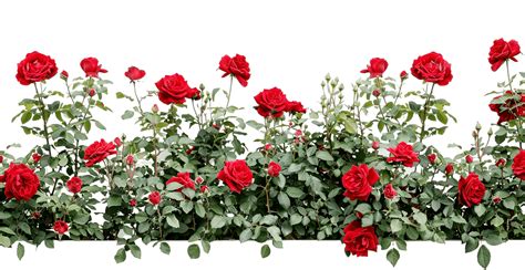 Red Roses Garden In A, Garden, Nature, Flower PNG Transparent Image and ...