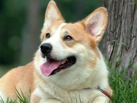 Fed Up With It's Barking, Man Kills Neighbour's Dog, Invites Owner To ...