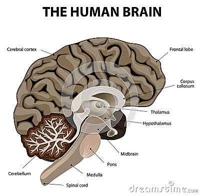 Image result for Brain Cells Reprogramming